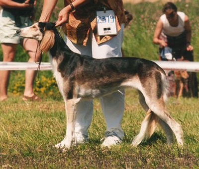 El Hamrah Jacinth - Photo : Tarja Savinen