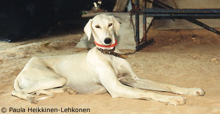 blonde saluki