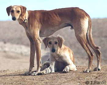 Salukis in the Negev desert 2001