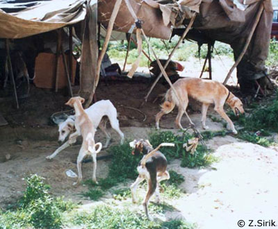 Outside Jumaa's tent