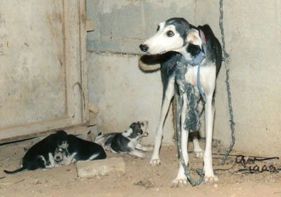 Risha with puppies