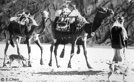 Salukis in Sinai 1969