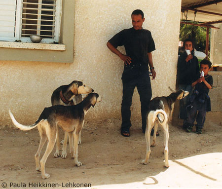 Sultan Abu Rekiek with three young salukis