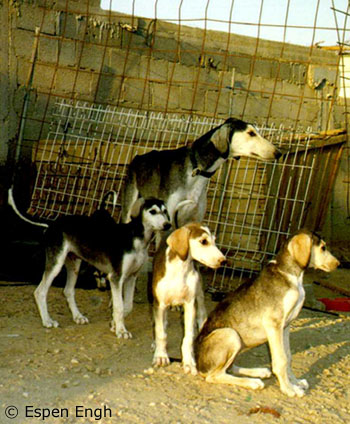 Regab with pups, Farha is the one on the right