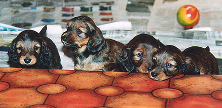 The Litter '95 of Tiiti and Tennari - Bacchus, Boheme, Banderas and Balzac aka Nando