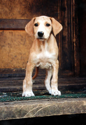 Habwa at 6 weeks of age