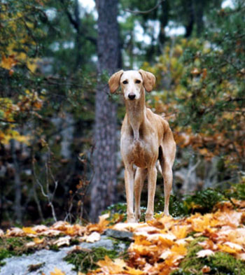 Hafna in autumn 2003