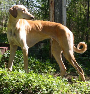 Hafna at 14 months of age