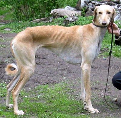 Hafna at 15 months of age