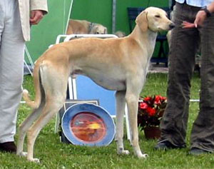 Hajum at the Saluki Show 2004