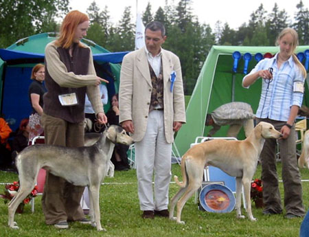 Farha & Hajum BIS- & BOS-desert bred in Saluki Show 2004