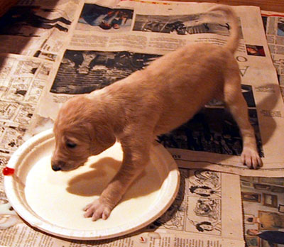 Hiba and the plate