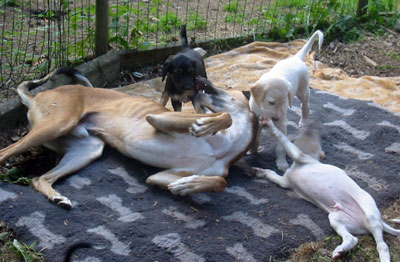 Khattaf with Qashani T-puppies