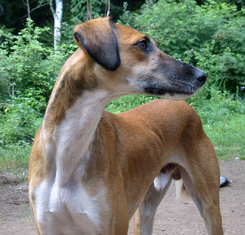 Khattaf 2 years