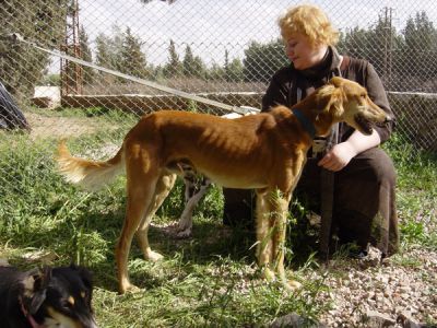 Micaela with a Syrian Saluki