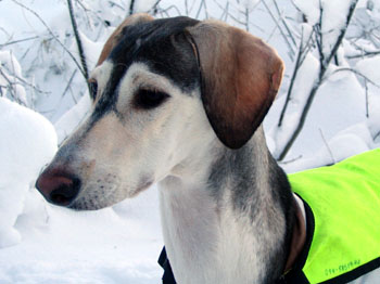 Qashani Nimran al-Hasa 6,5 months - Photo: Mika Mehtonen