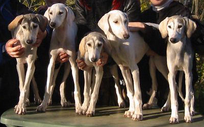 Nimran al-Hasa, Najm al-Saud, Nujaima al-Hasa, Nadim al-Rahat & Najiya Bint Lub at the first puppy meeting 9th October 2005