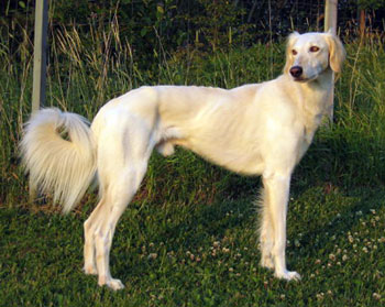 Bericas Bedar Majan elokuussa 2006