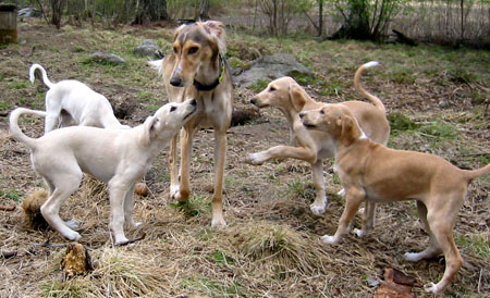 Muhafhaf with puppies