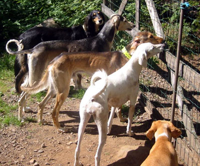 The pack at the gate