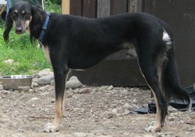 Sasu 2 years