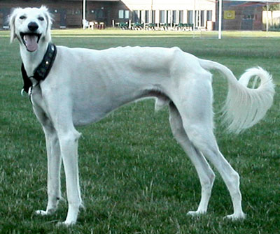 Sputnik 17 months