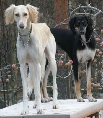 Hali & Sasu (Qashani Saroukh Saudi) in the autumn of -08