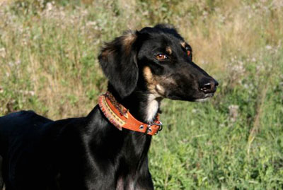 Touman 1 year old
